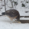 Hawk eating fallen suet cake in the snow